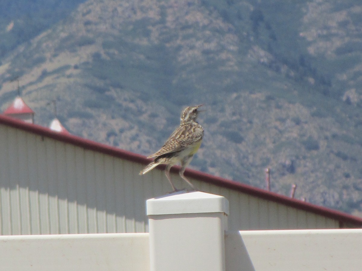 Western Meadowlark - ML170264031