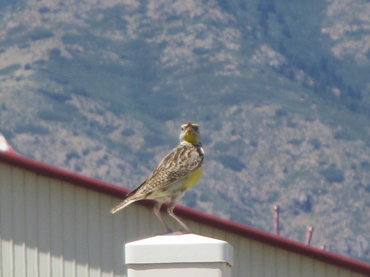 Western Meadowlark - ML170264041