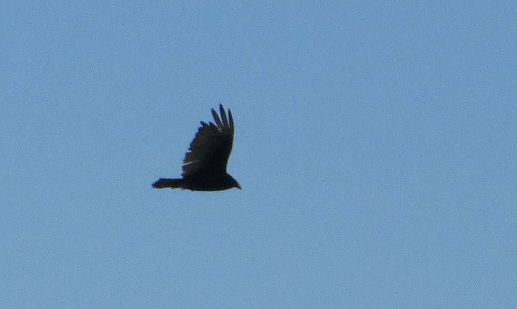 Turkey Vulture - ML170264611
