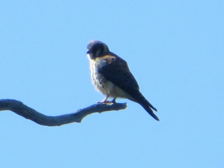 American Kestrel - ML170264621