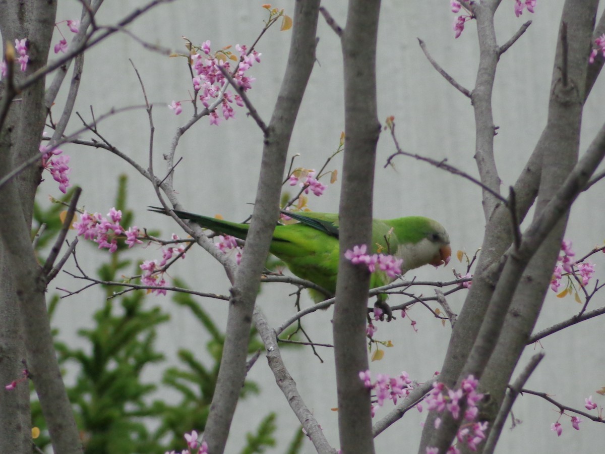 Monk Parakeet - ML170264701