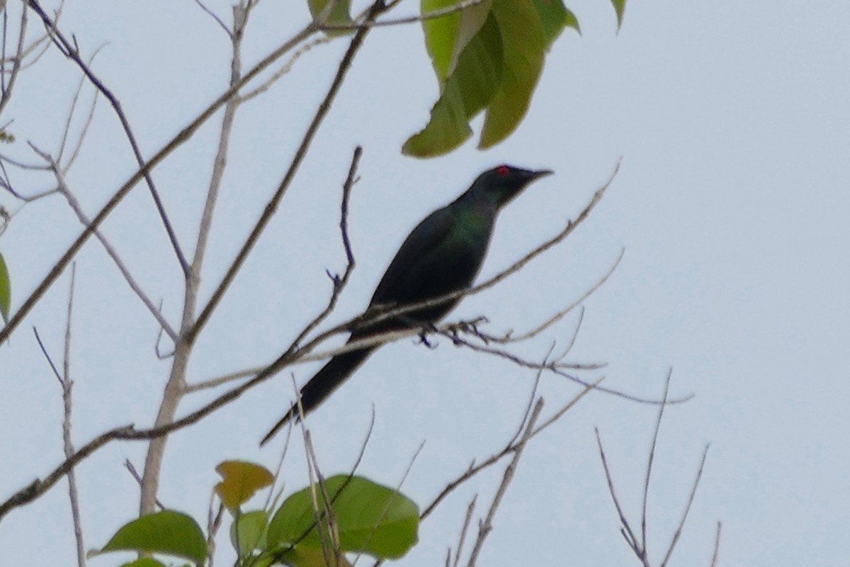 Metallic Starling - ML170266431