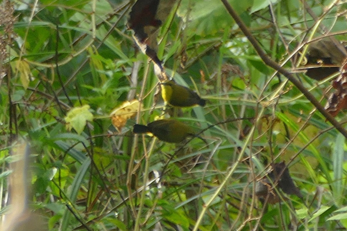 Sahul Sunbird - Peter Kaestner