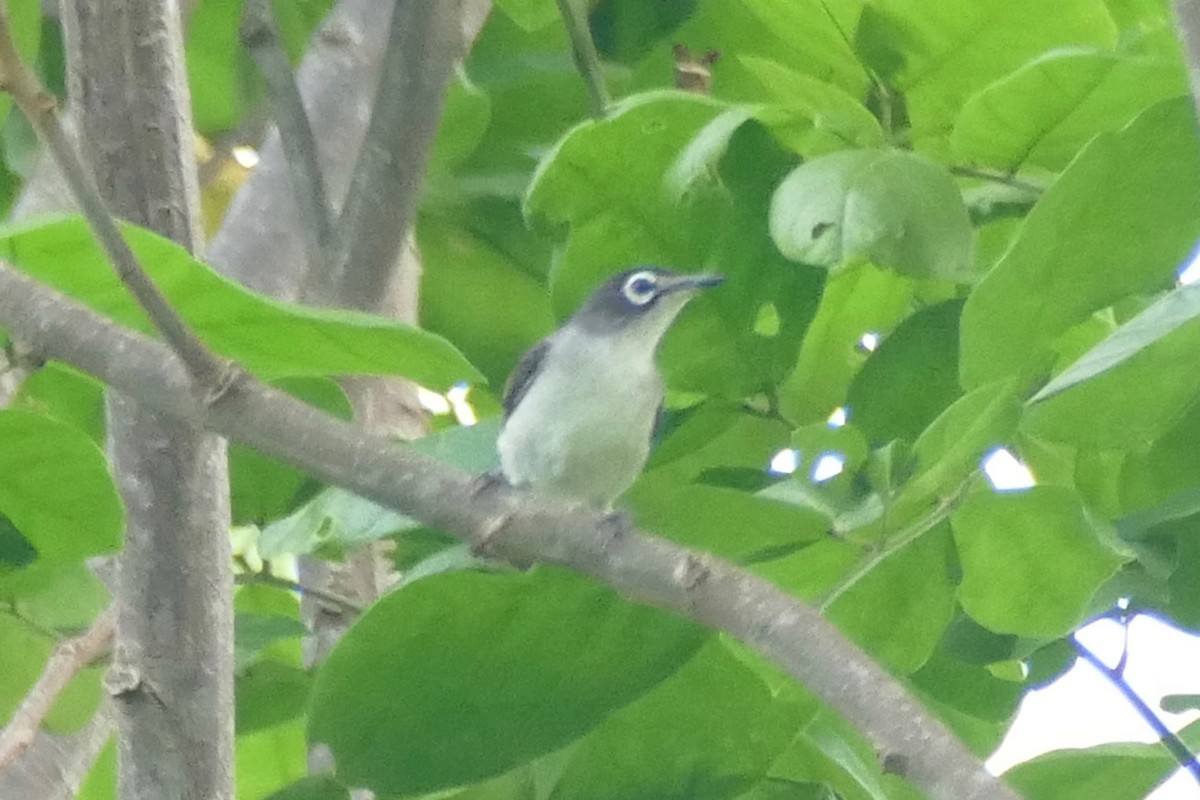 Morotai White-eye - Peter Kaestner