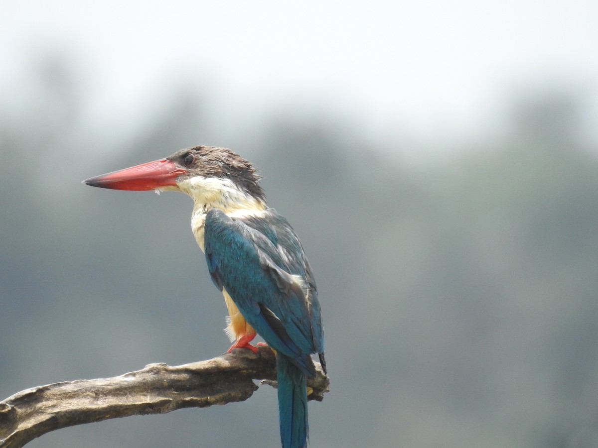 Stork-billed Kingfisher - Induchoodan A Sreedharan