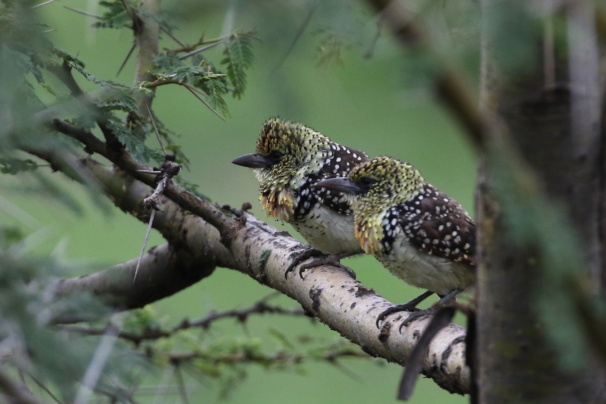 D'Arnaud's Barbet (Usambiro) - ML170267561