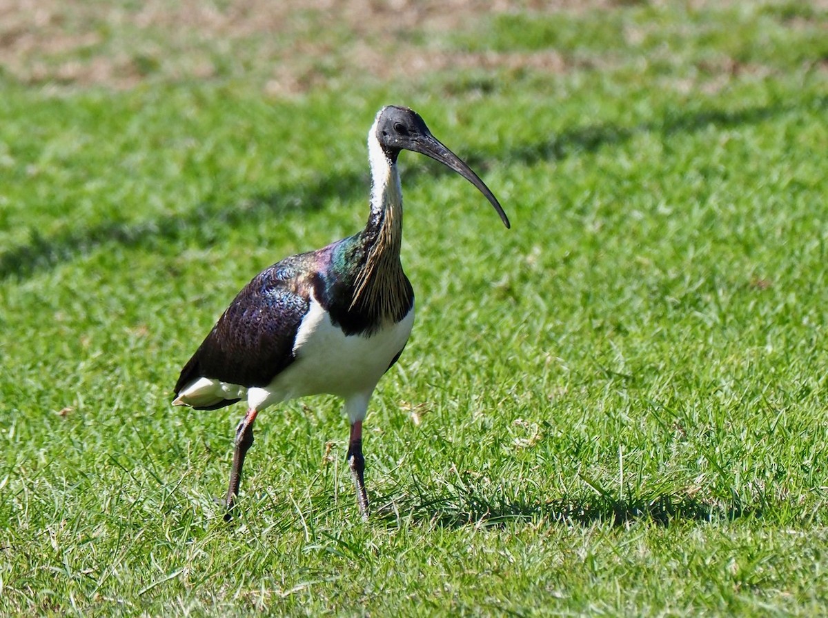 ibis slámokrký - ML170267611