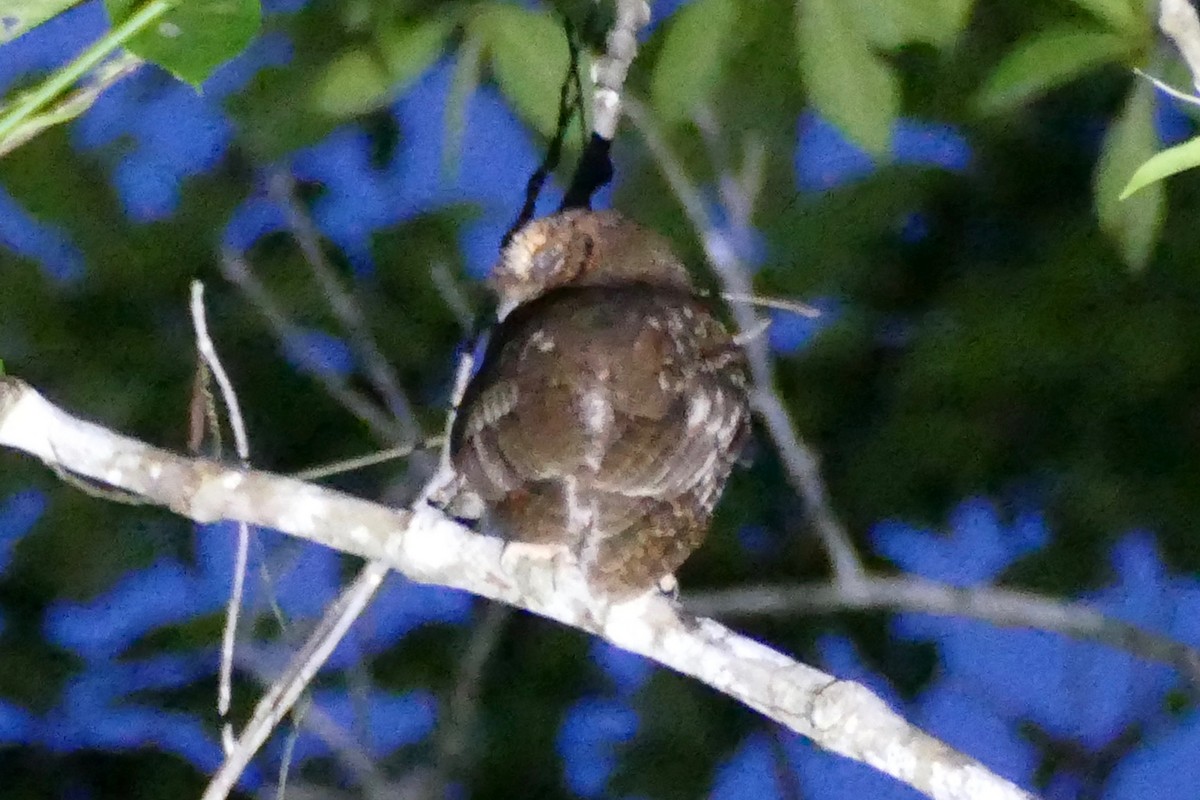 Moluccan Scops-Owl - Peter Kaestner