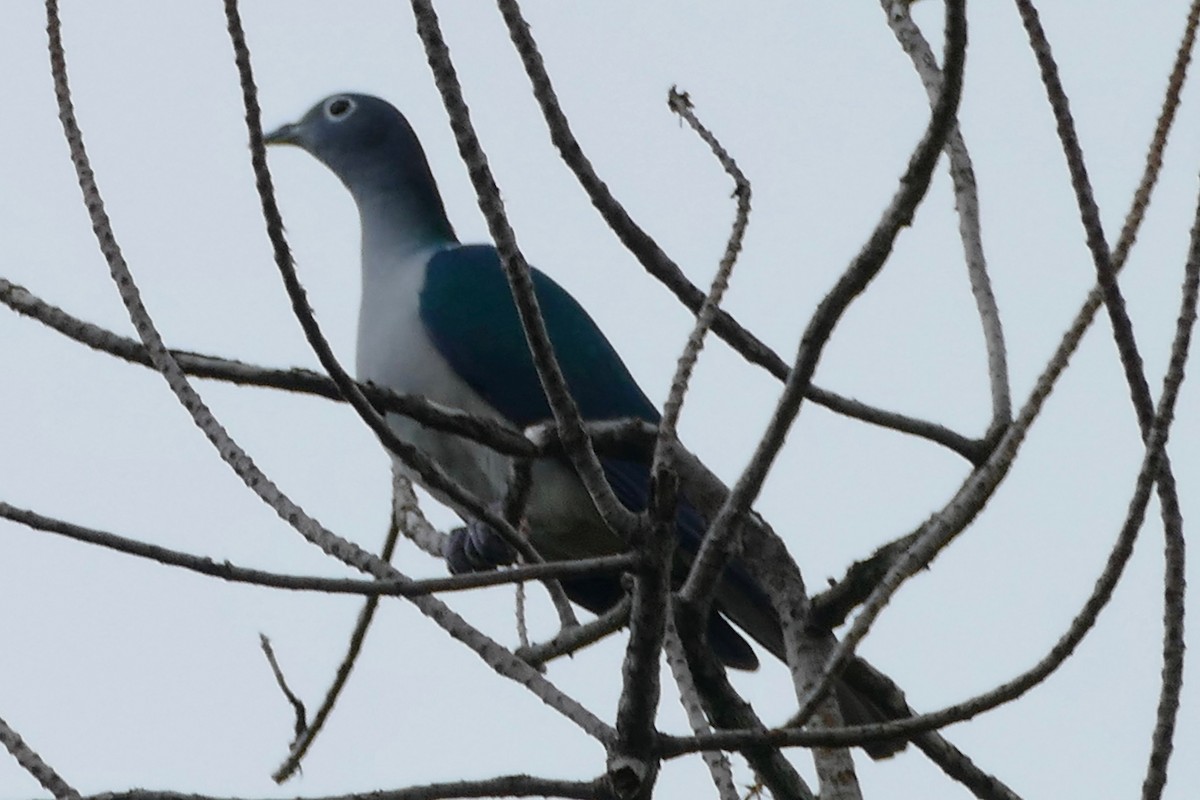 Spectacled Imperial-Pigeon - Peter Kaestner