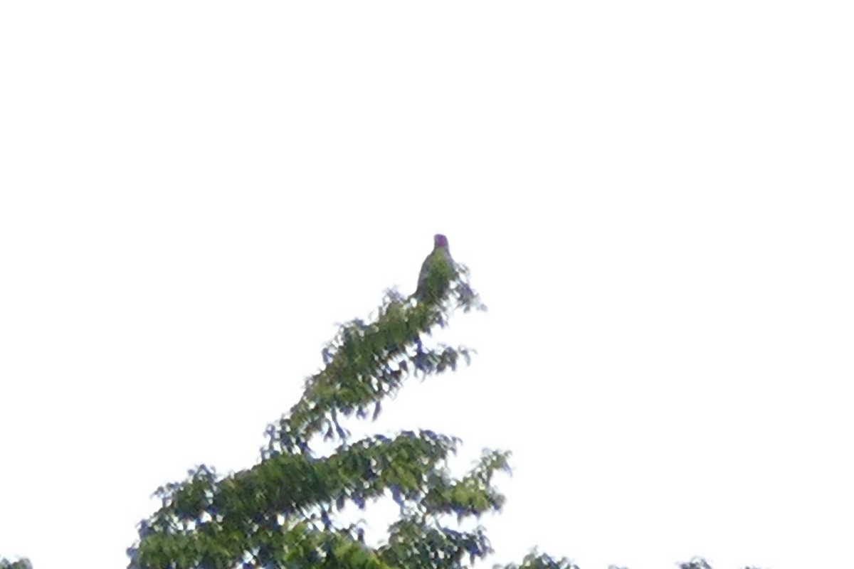 Red-cheeked Parrot - Peter Kaestner