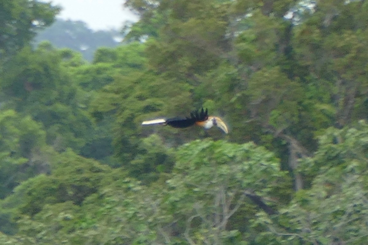 Blyth's Hornbill - Peter Kaestner