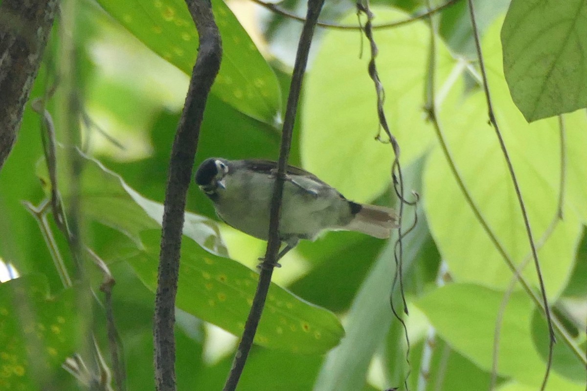 Morotai White-eye - Peter Kaestner