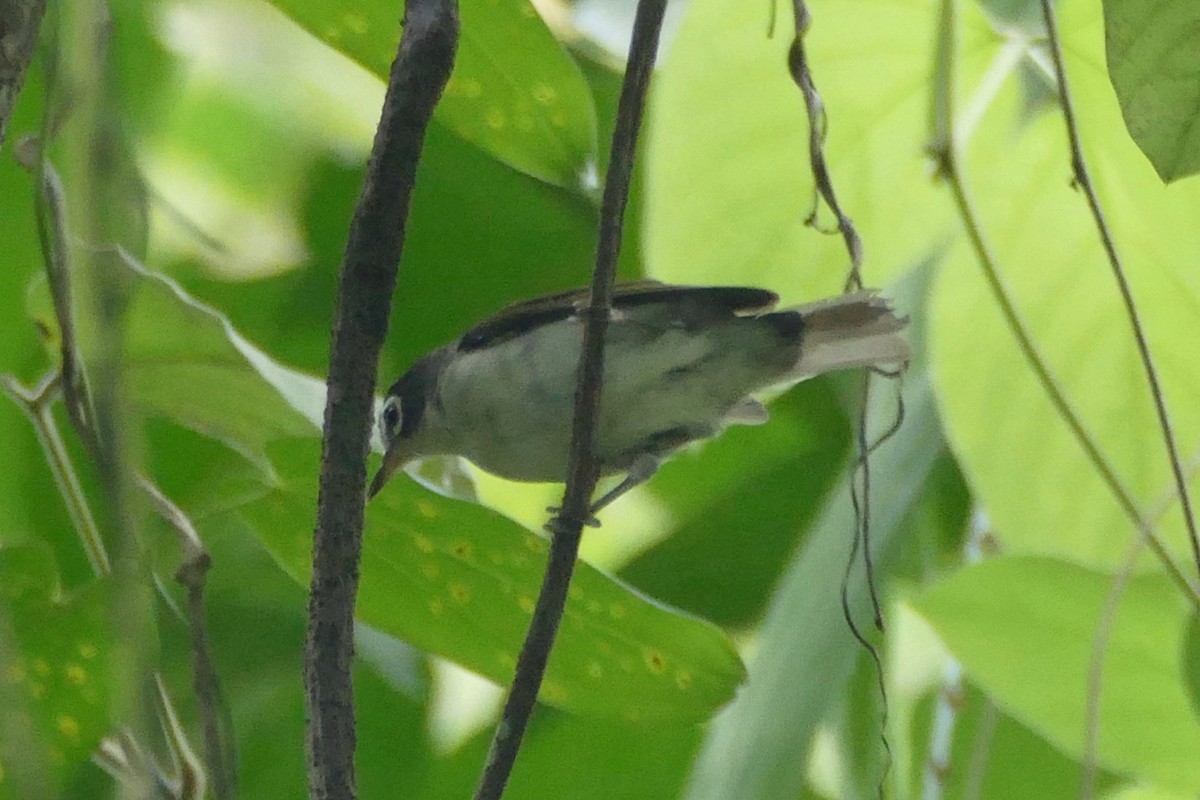 Morotai White-eye - Peter Kaestner