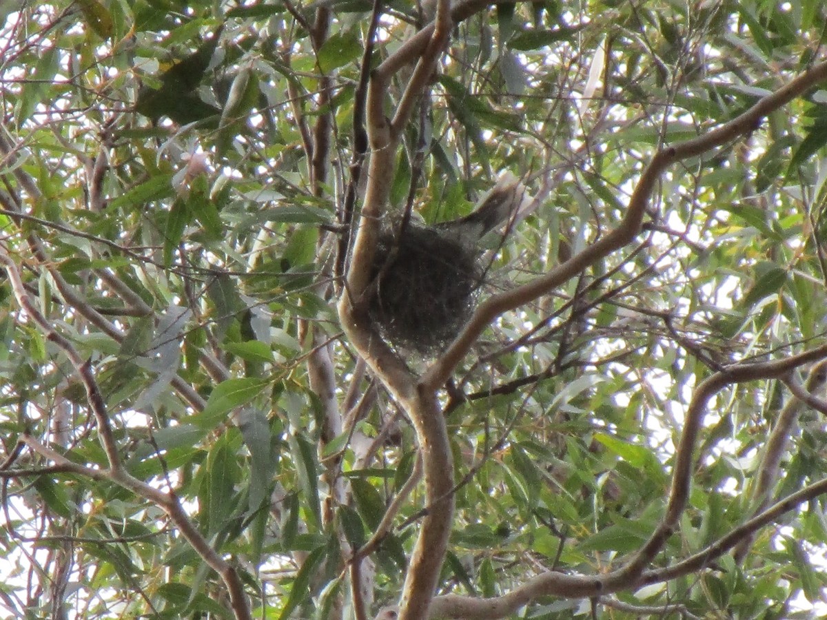 Noisy Miner - ML170269651