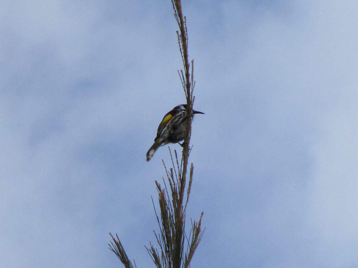 New Holland Honeyeater - ML170269941