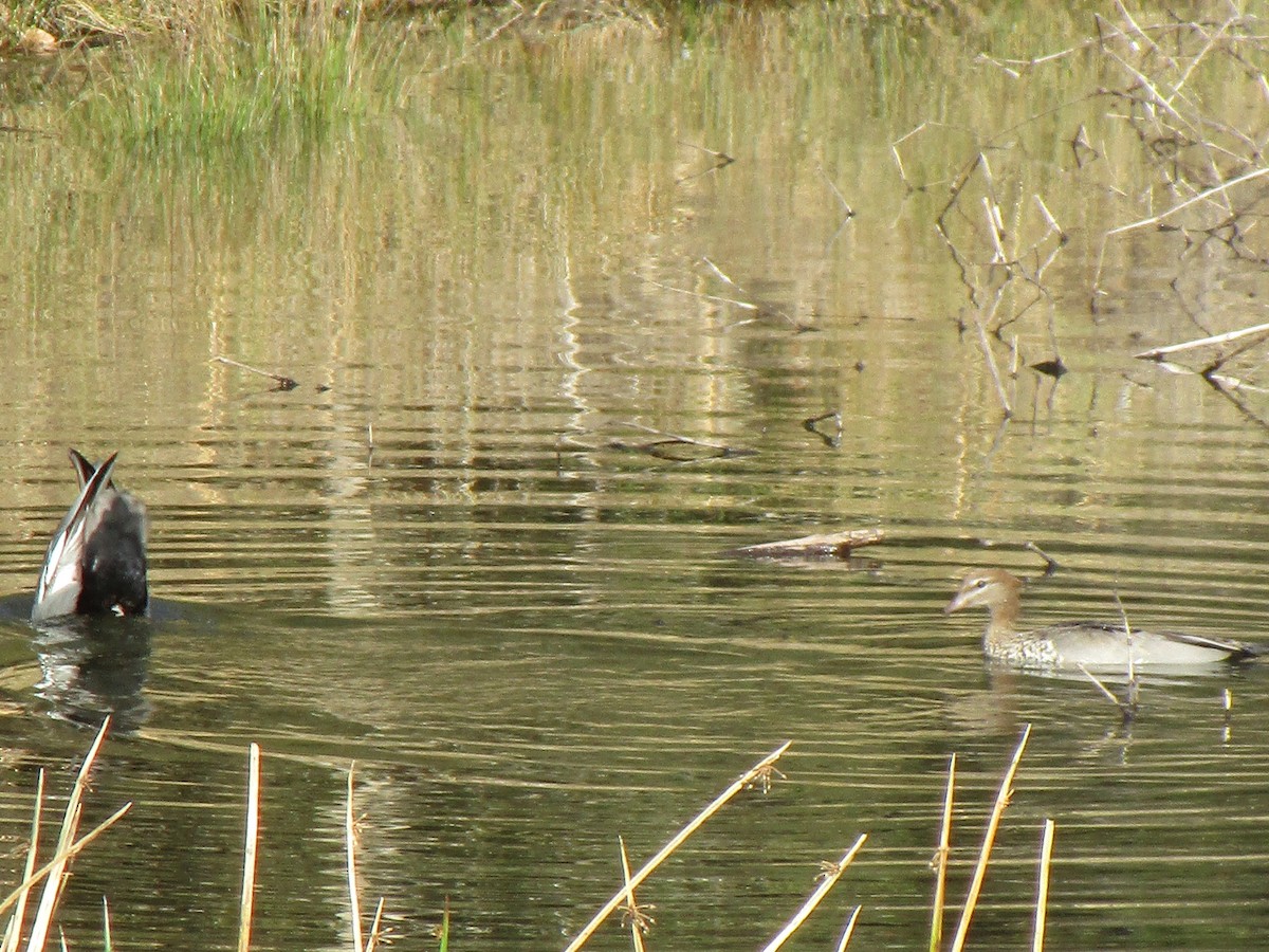 Maned Duck - DS Ridley