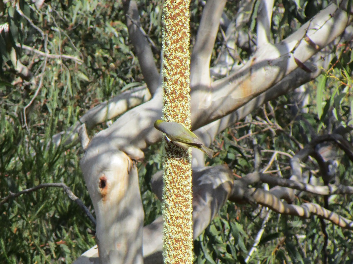 Zostérops à dos gris - ML170270471