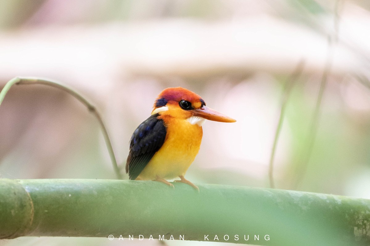 Black-backed Dwarf-Kingfisher - ML170270881