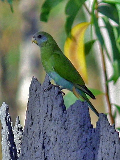 Hooded Parrot - ML170271811