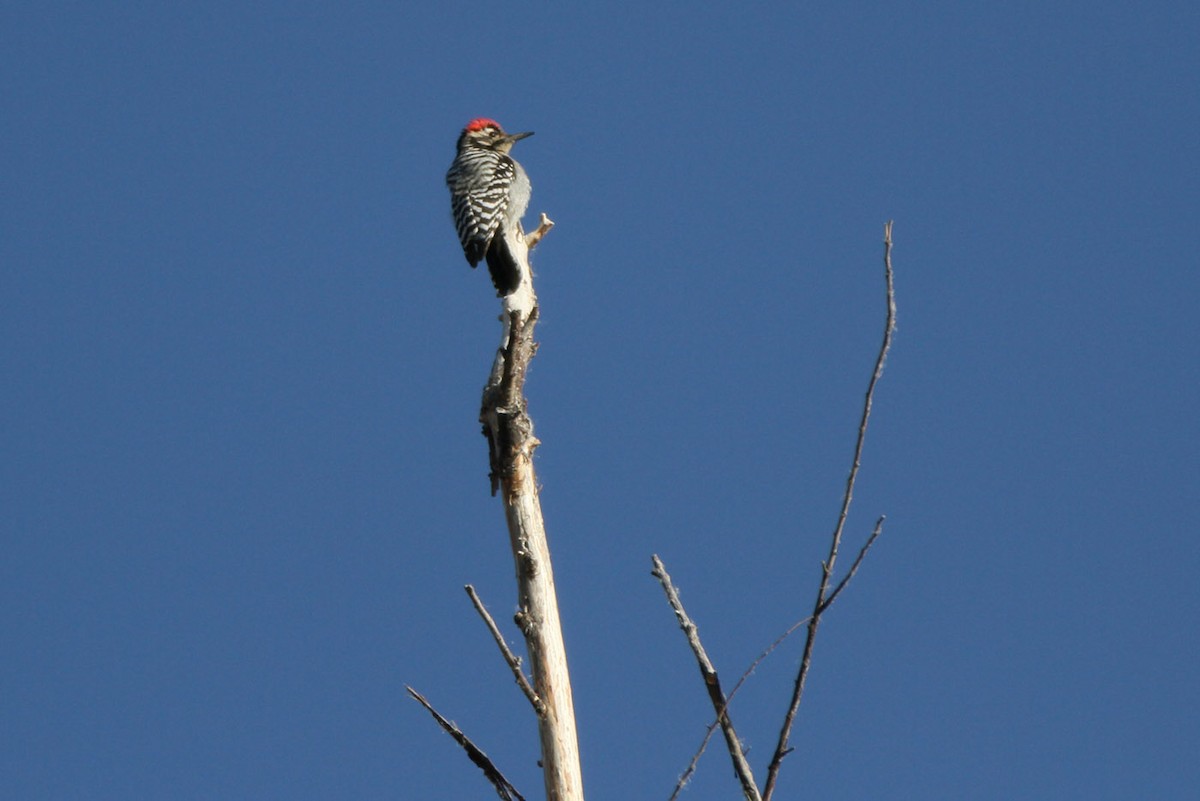 Ladder-backed Woodpecker - ML170272491