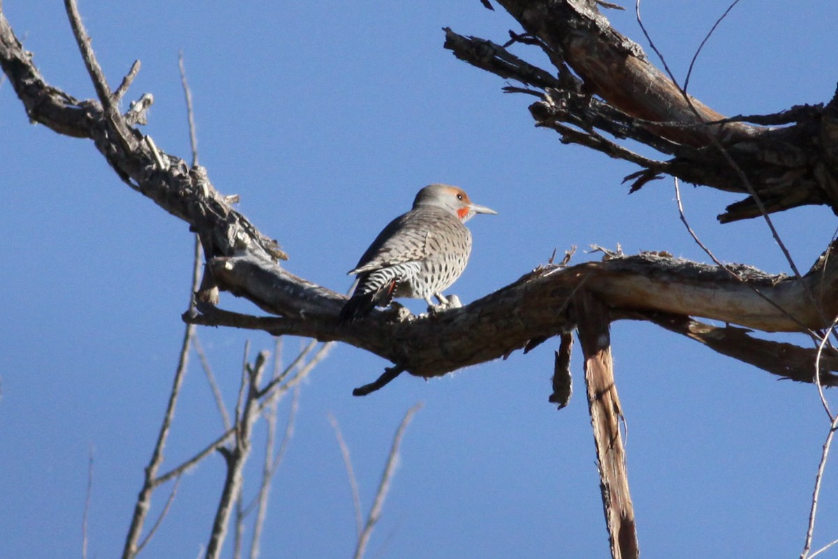 Northern Flicker (Red-shafted) - ML170272511