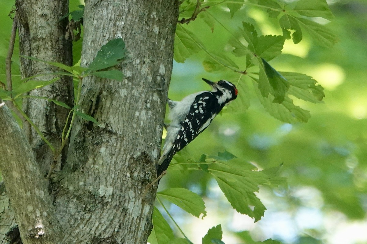 Hairy Woodpecker - ML170276471