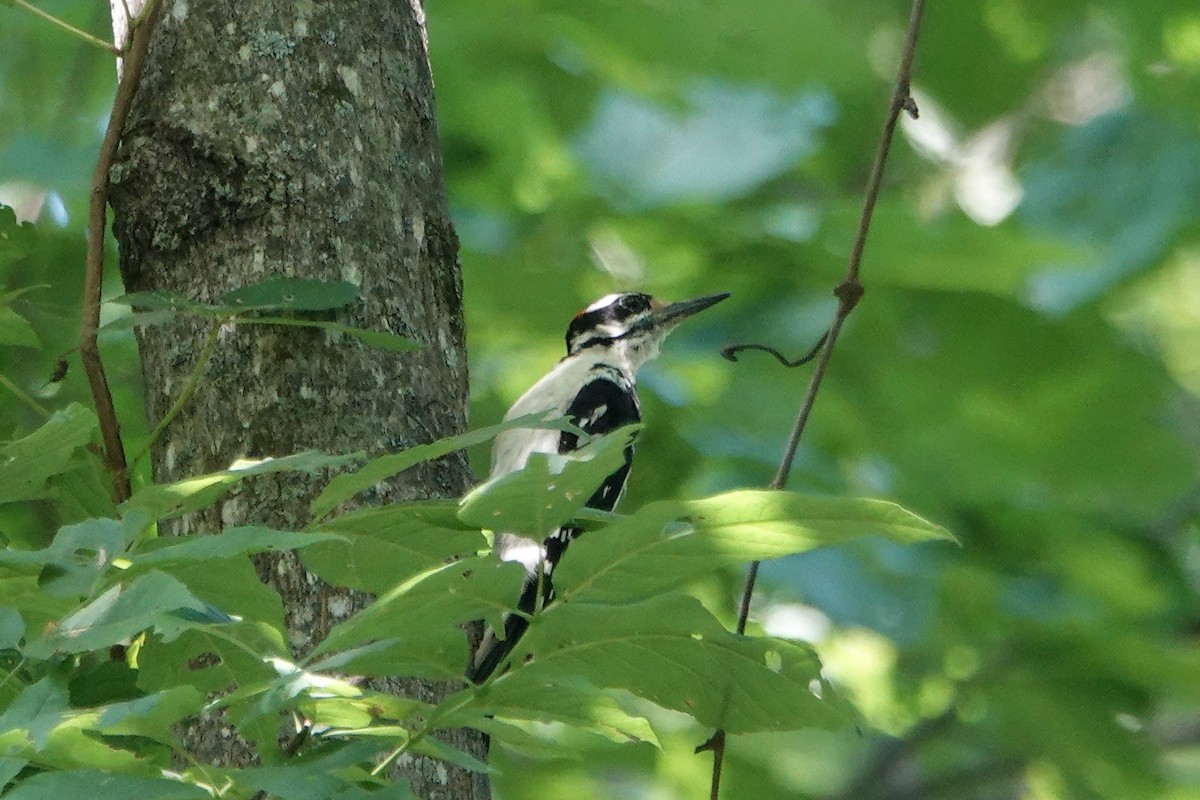 Hairy Woodpecker - ML170276481