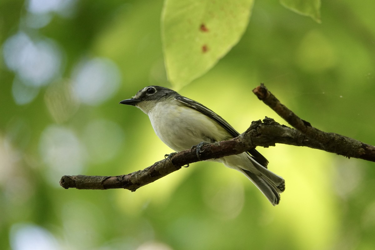 Blue-headed Vireo - ML170276611
