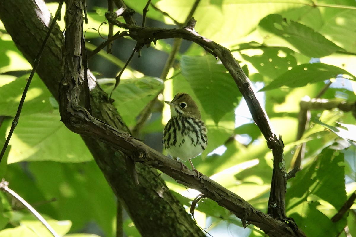 Ovenbird - ML170276661