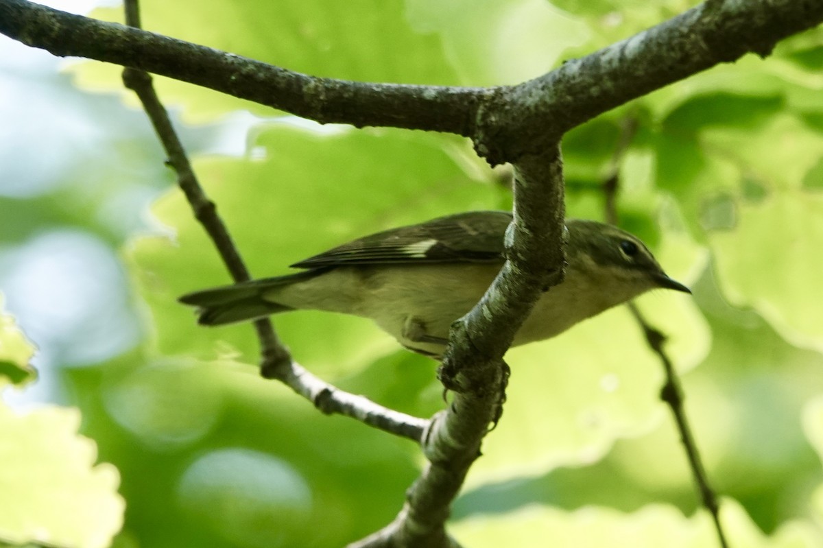 Black-throated Blue Warbler - ML170276751