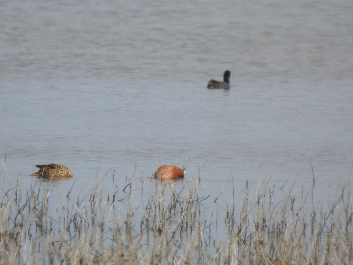 Red Shoveler - Fabricio Candia