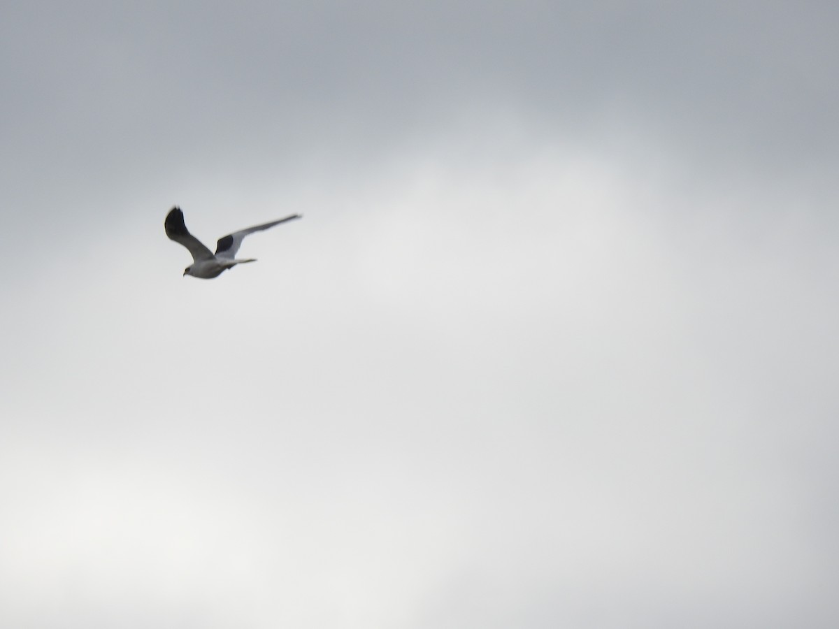 White-tailed Kite - ML170277861