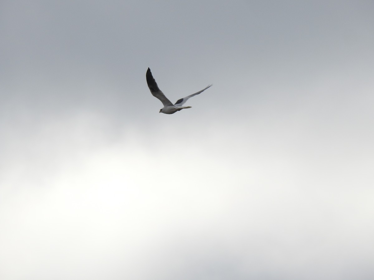 White-tailed Kite - ML170277881