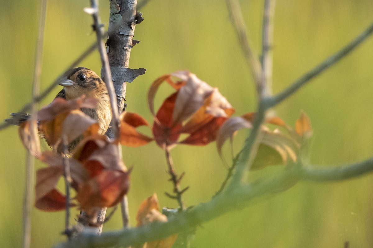 Saltmarsh Sparrow - ML170280491