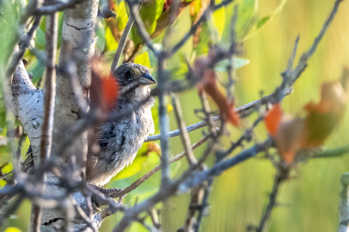 Seaside Sparrow - ML170280751