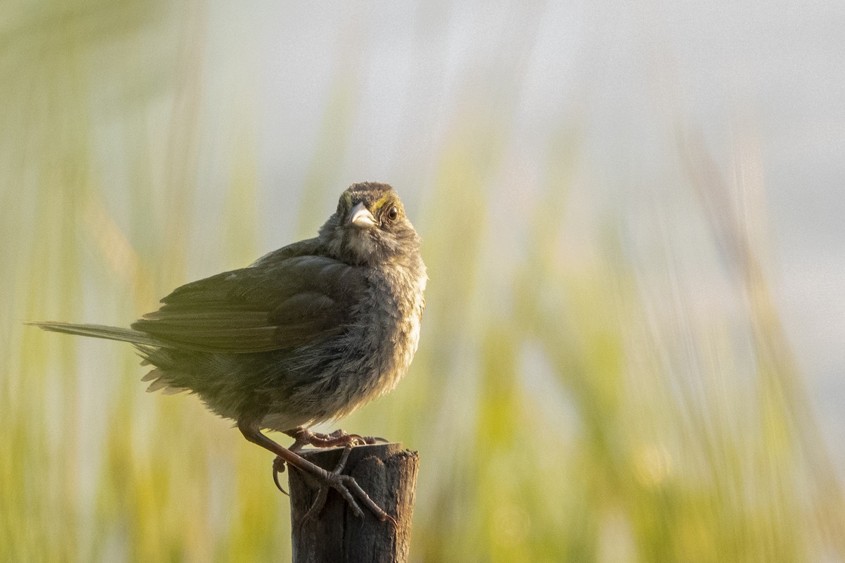 Seaside Sparrow - ML170280951