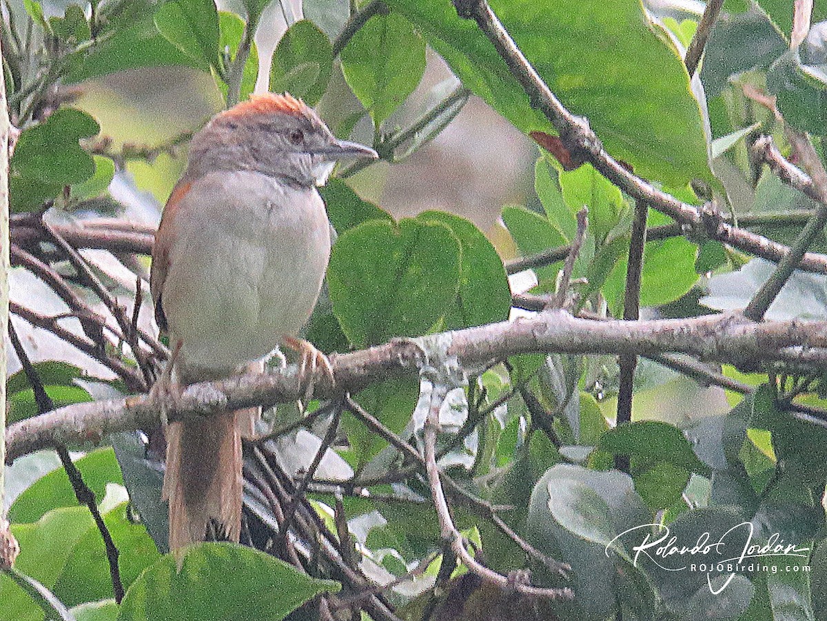 Pale-breasted Spinetail - ML170281711