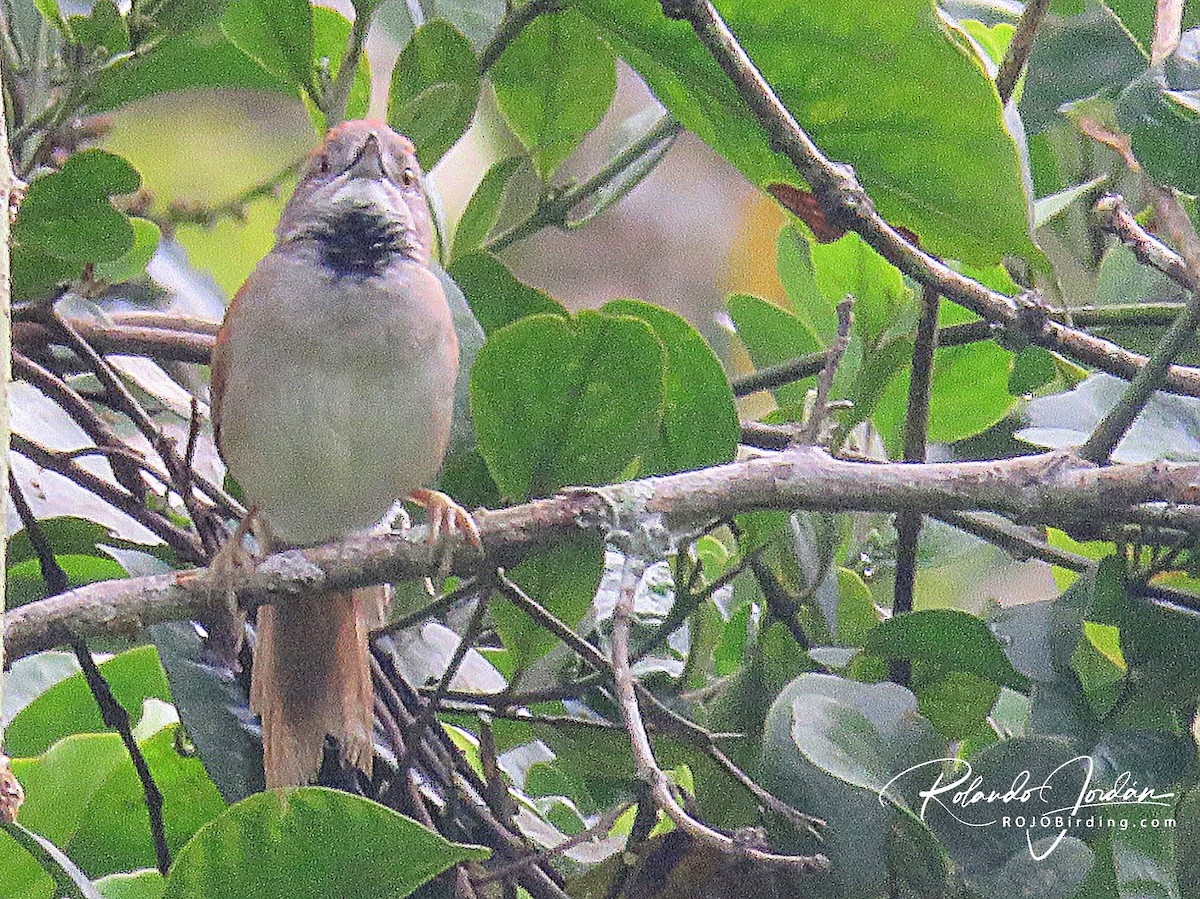 Pale-breasted Spinetail - ML170281721