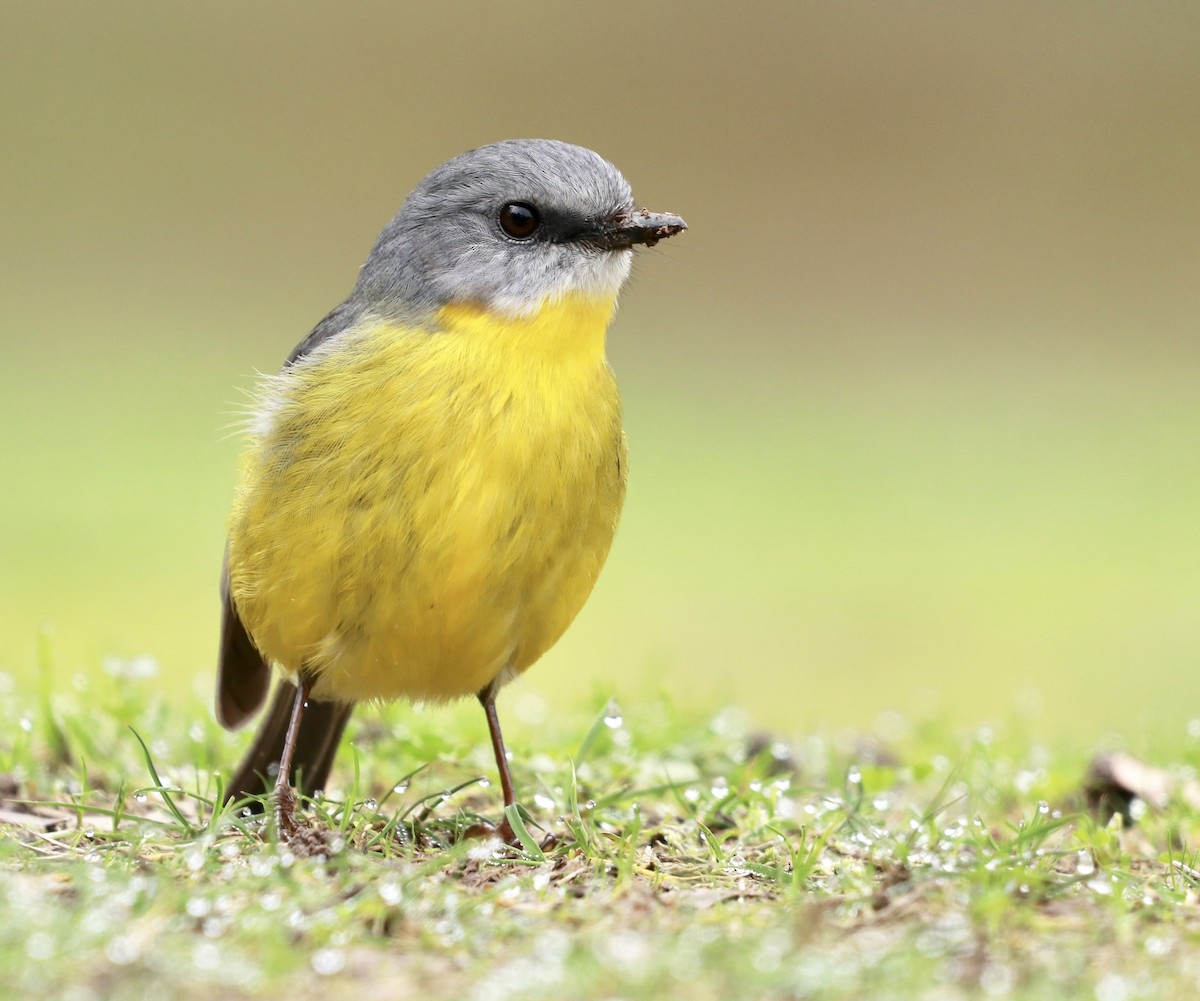 Eastern Yellow Robin - Zebedee Muller