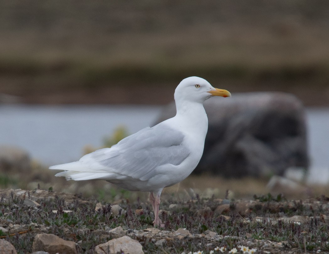 Glaucous Gull - ML170284371