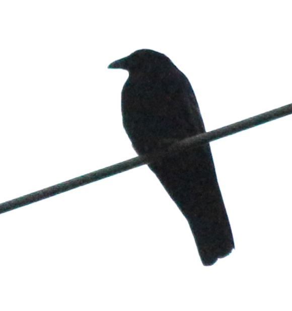 Common Raven - ML170285641