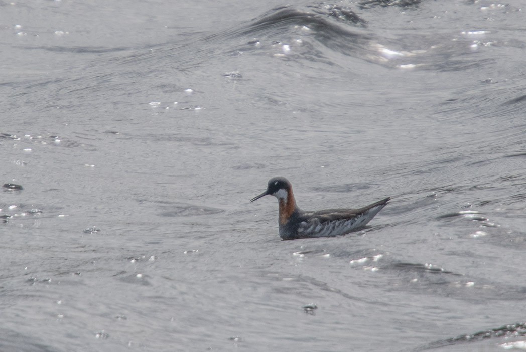 Red-necked Phalarope - ML170286131