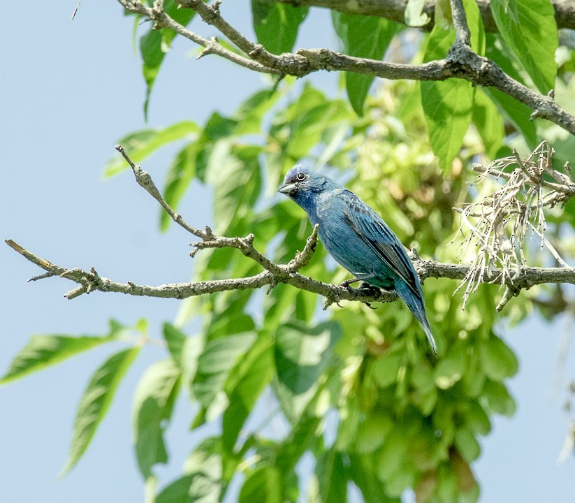 Indigo Bunting - ML170286591