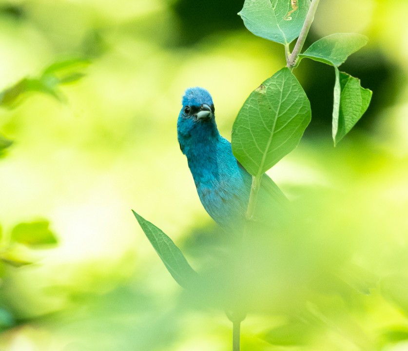 Indigo Bunting - ML170286761