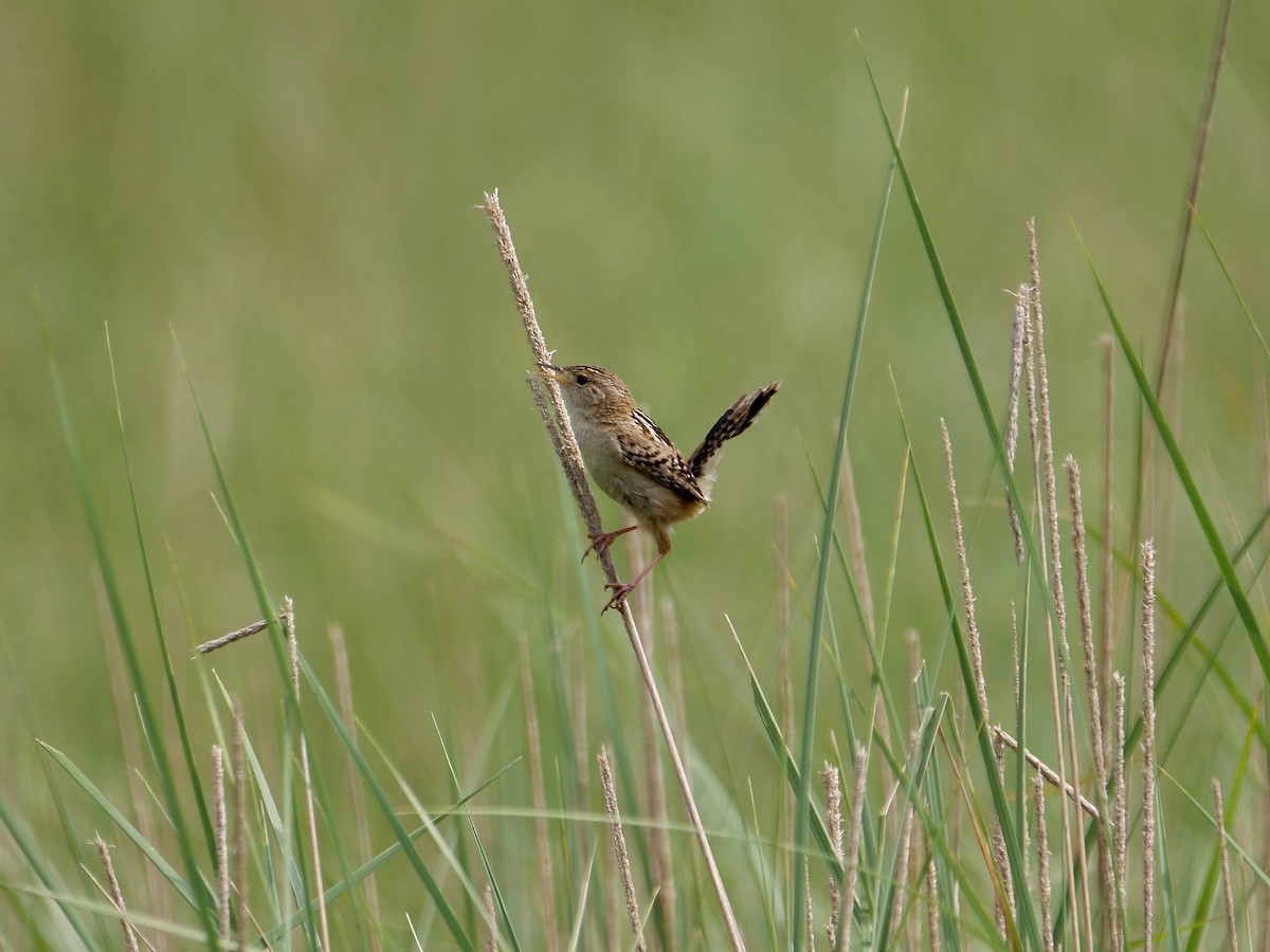 Grass Wren (Northern) - Neil Broekhuizen