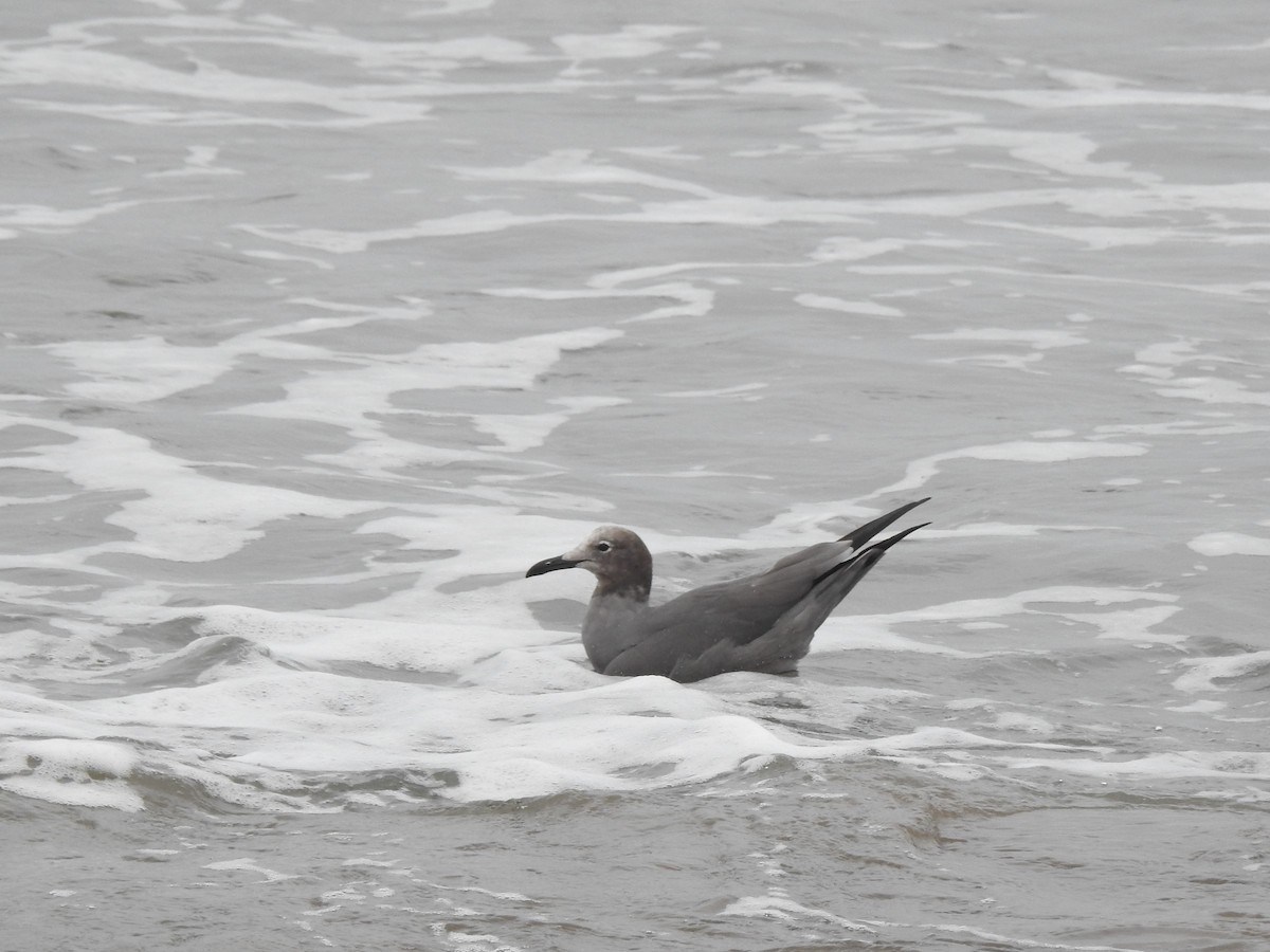 Gray Gull - ML170287721