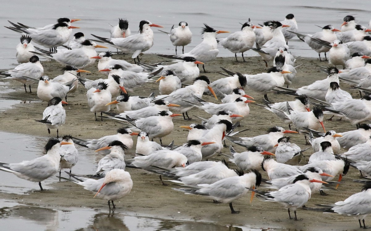 Elegant Tern - ML170288031