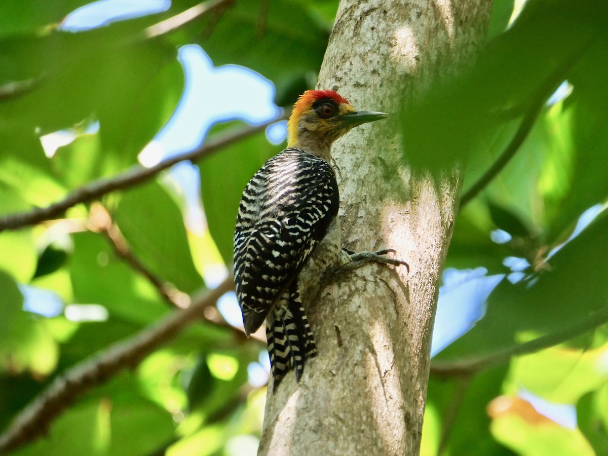 Golden-cheeked Woodpecker - ML170288571