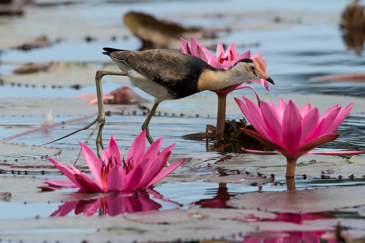 Comb-crested Jacana - ML170288981