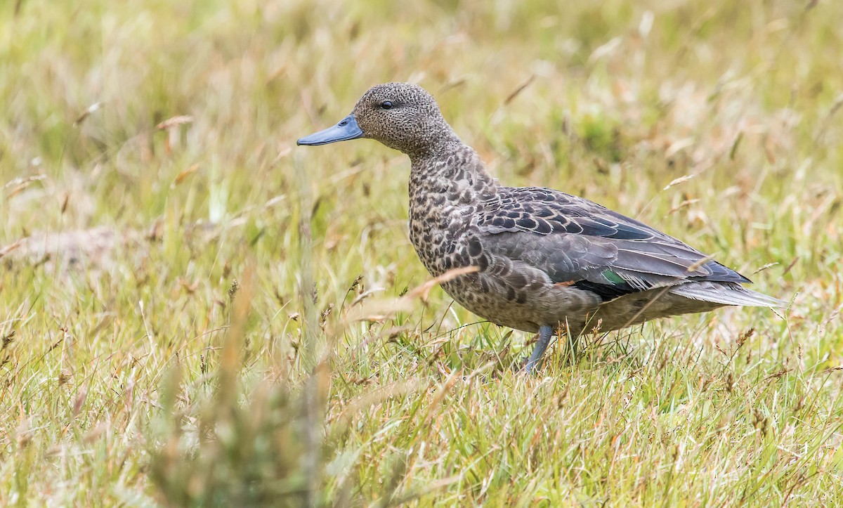 Andean Teal - ML170289681